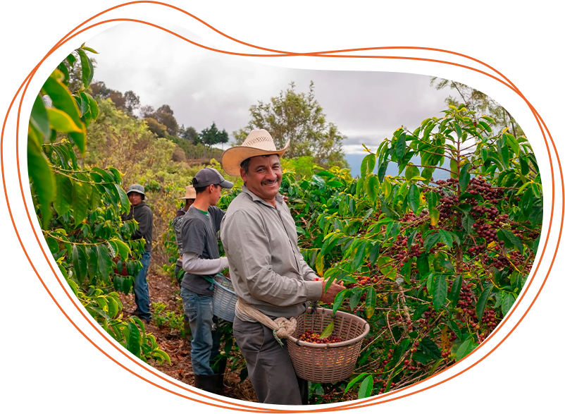 Proveedor de café al mayoreo y café en grano, ofreciendo productos de alta calidad para negocios y distribuidores.